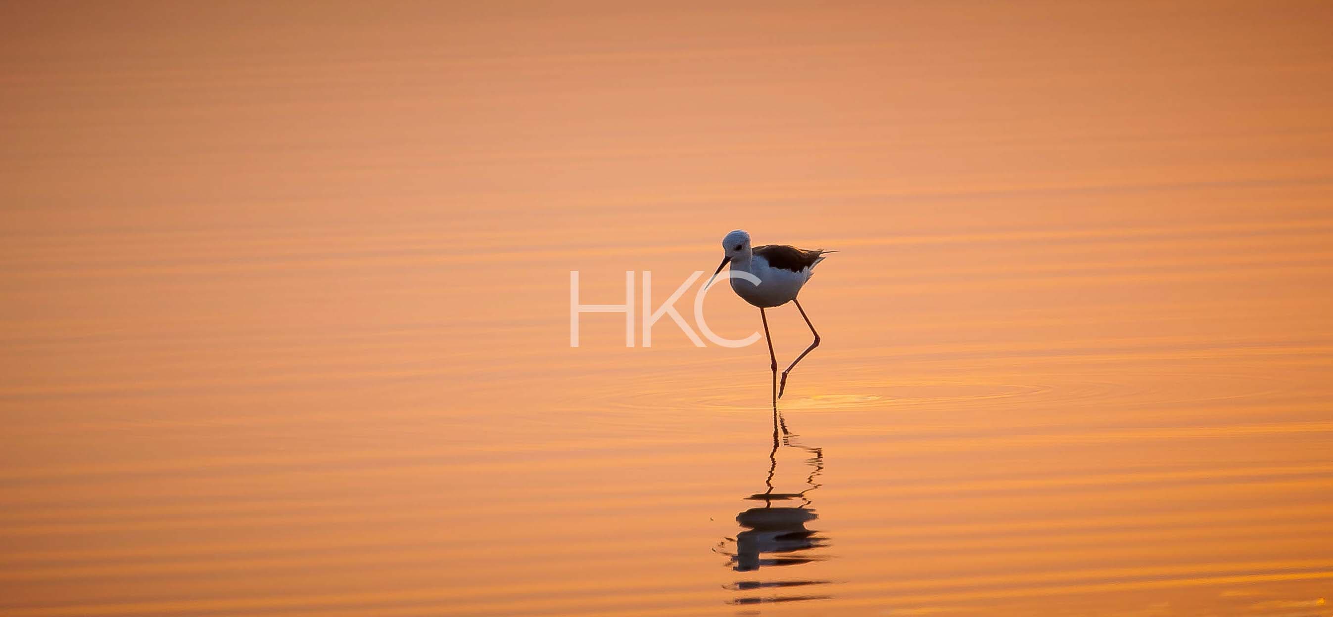 Photography from Hari Kiran - image 3