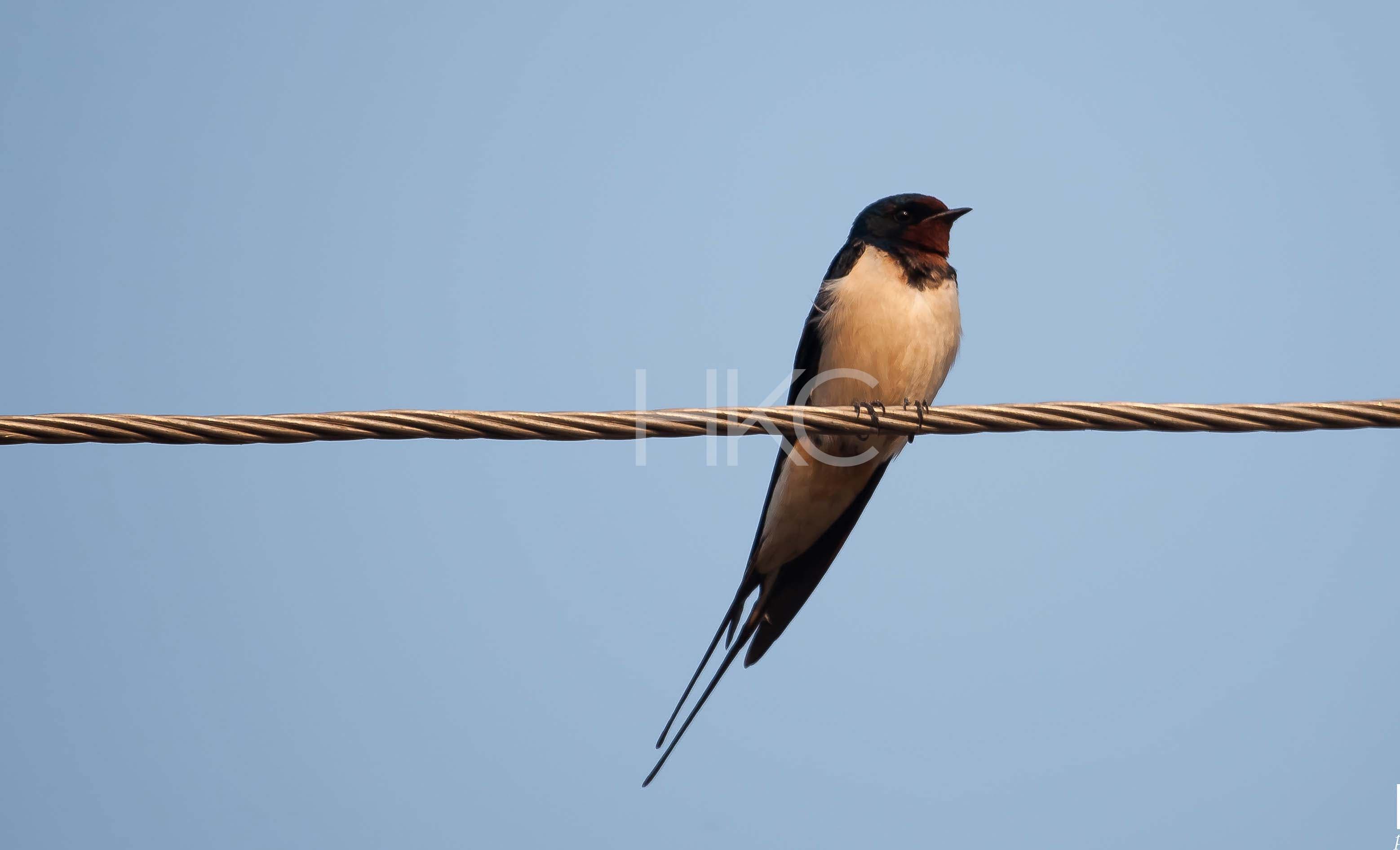 Photography from Hari Kiran - image 6
