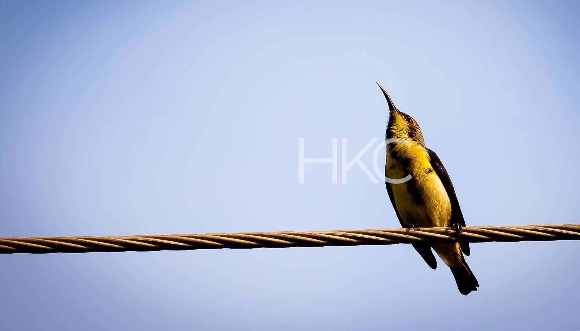 Photography from Hari Kiran - image 19