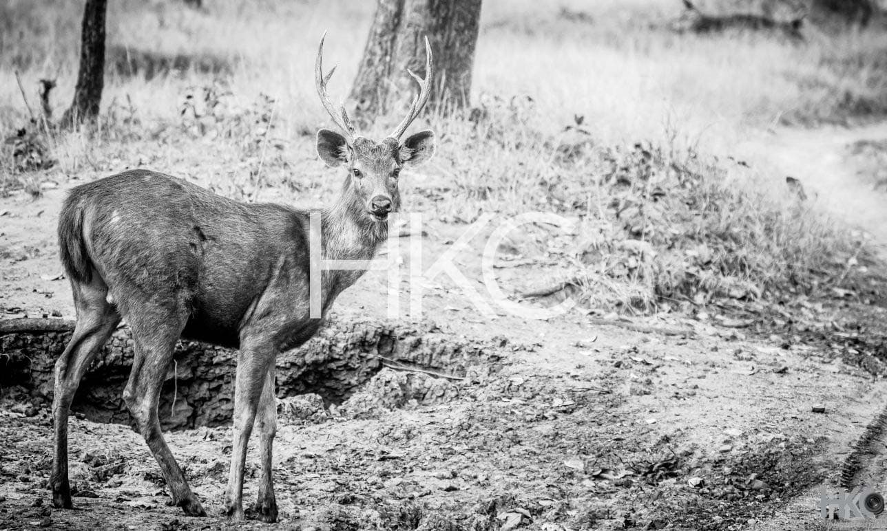 Photography from Hari Kiran - image 14